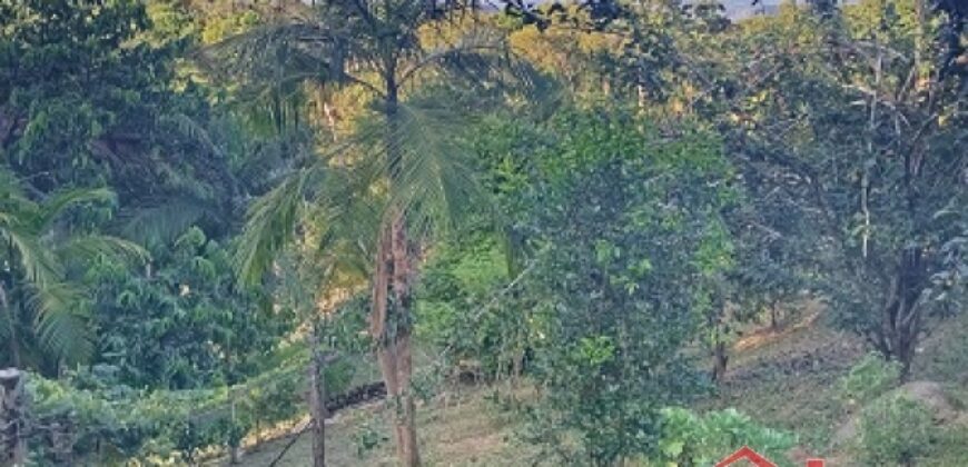 Tranquilidade, espaço e contato com a natureza