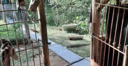 🌿 SÍTIO DE 5 HECTARES EM IBIRAMA 🌿