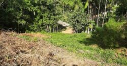 🌿 SÍTIO DE 5 HECTARES EM IBIRAMA 🌿
