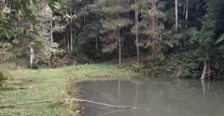 🌿 SÍTIO DE 5 HECTARES EM IBIRAMA 🌿