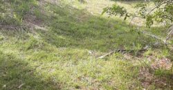 🌿 SÍTIO DE 5 HECTARES EM IBIRAMA 🌿
