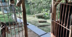 🌿 SÍTIO DE 5 HECTARES EM IBIRAMA 🌿