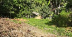 🌿 SÍTIO DE 5 HECTARES EM IBIRAMA 🌿