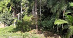🌿 SÍTIO DE 5 HECTARES EM IBIRAMA 🌿