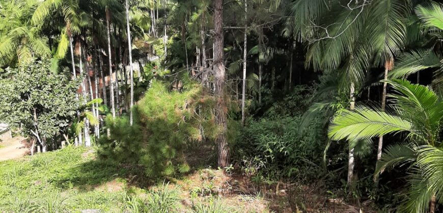 🌿 SÍTIO DE 5 HECTARES EM IBIRAMA 🌿