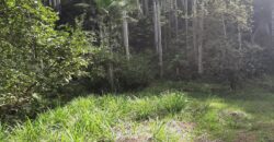 🌿 SÍTIO DE 5 HECTARES EM IBIRAMA 🌿