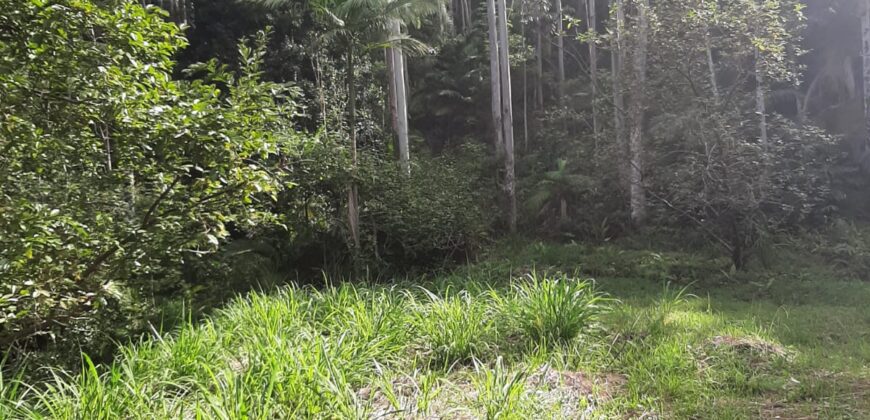 🌿 SÍTIO DE 5 HECTARES EM IBIRAMA 🌿