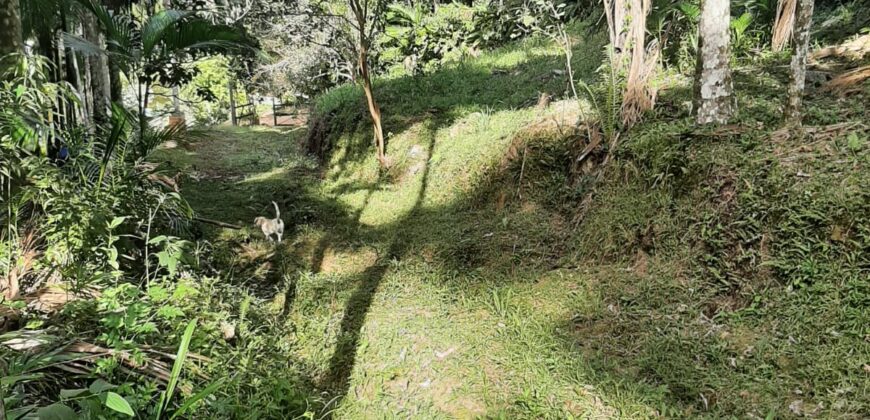 🌿 SÍTIO DE 5 HECTARES EM IBIRAMA 🌿