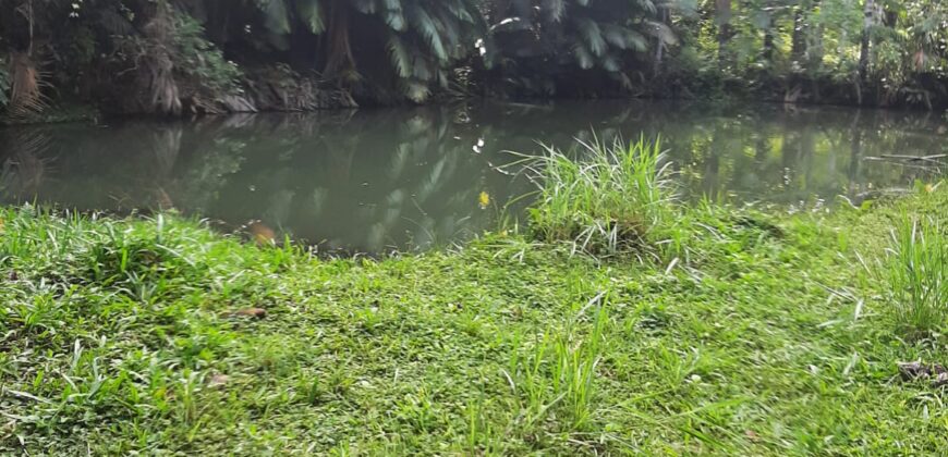 🌿 SÍTIO DE 5 HECTARES EM IBIRAMA 🌿