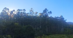 🌿🏡 SÍTIO À VENDA EM JOSÉ BOITEUX  🏡🌿