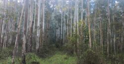 🌿🏡 SÍTIO À VENDA EM JOSÉ BOITEUX  🏡🌿