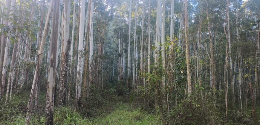 🌿🏡 SÍTIO À VENDA EM JOSÉ BOITEUX  🏡🌿