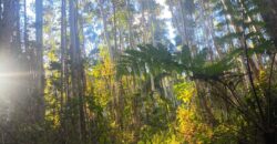 🌿🏡 SÍTIO À VENDA EM JOSÉ BOITEUX  🏡🌿