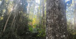 🌿🏡 SÍTIO À VENDA EM JOSÉ BOITEUX  🏡🌿