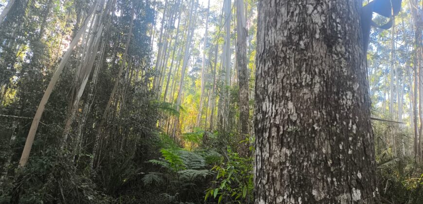 🌿🏡 SÍTIO À VENDA EM JOSÉ BOITEUX  🏡🌿