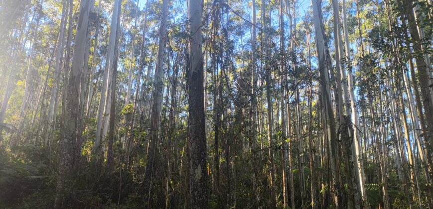 🌿🏡 SÍTIO À VENDA EM JOSÉ BOITEUX  🏡🌿