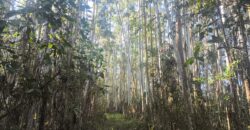 🌿🏡 SÍTIO À VENDA EM JOSÉ BOITEUX  🏡🌿