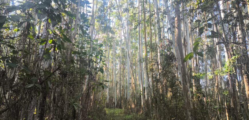 🌿🏡 SÍTIO À VENDA EM JOSÉ BOITEUX  🏡🌿