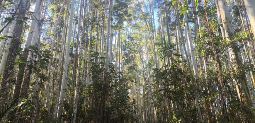 🌿🏡 SÍTIO À VENDA EM JOSÉ BOITEUX  🏡🌿