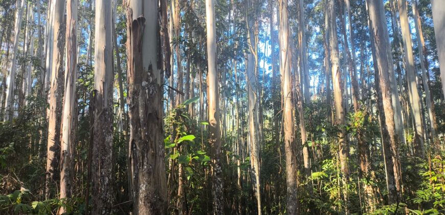 🌿🏡 SÍTIO À VENDA EM JOSÉ BOITEUX  🏡🌿