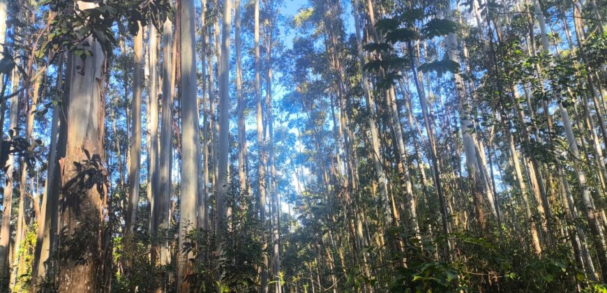 🌿🏡 SÍTIO À VENDA EM JOSÉ BOITEUX  🏡🌿