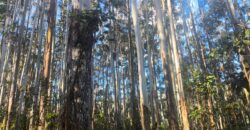 🌿🏡 SÍTIO À VENDA EM JOSÉ BOITEUX  🏡🌿