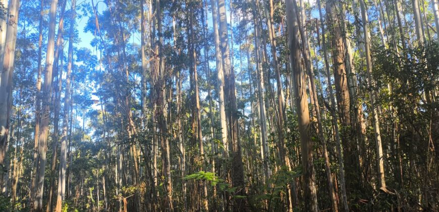 🌿🏡 SÍTIO À VENDA EM JOSÉ BOITEUX  🏡🌿