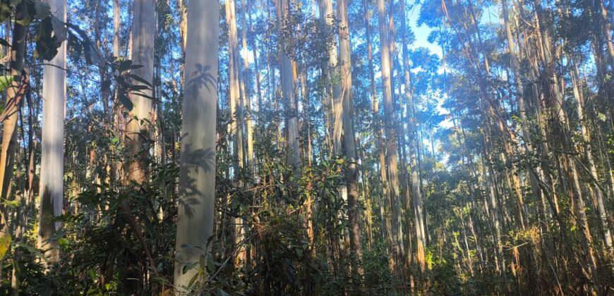 🌿🏡 SÍTIO À VENDA EM JOSÉ BOITEUX  🏡🌿