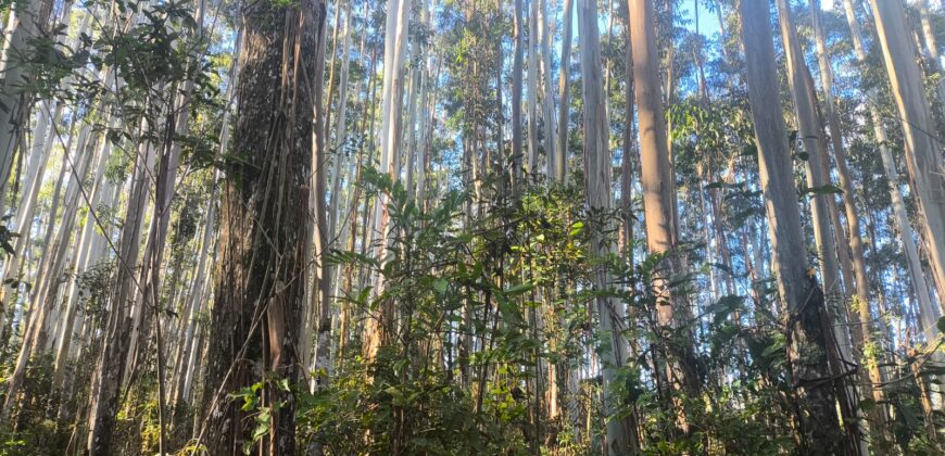 🌿🏡 SÍTIO À VENDA EM JOSÉ BOITEUX  🏡🌿