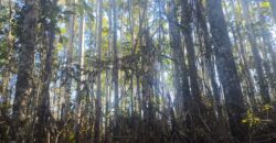 🌿🏡 SÍTIO À VENDA EM JOSÉ BOITEUX  🏡🌿