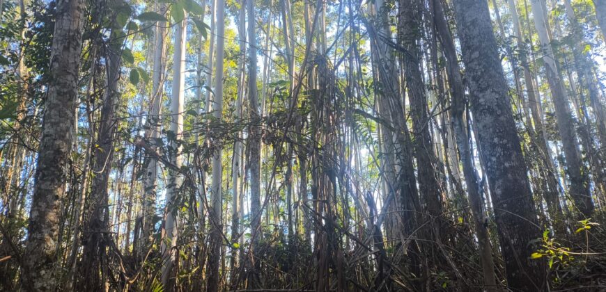 🌿🏡 SÍTIO À VENDA EM JOSÉ BOITEUX  🏡🌿