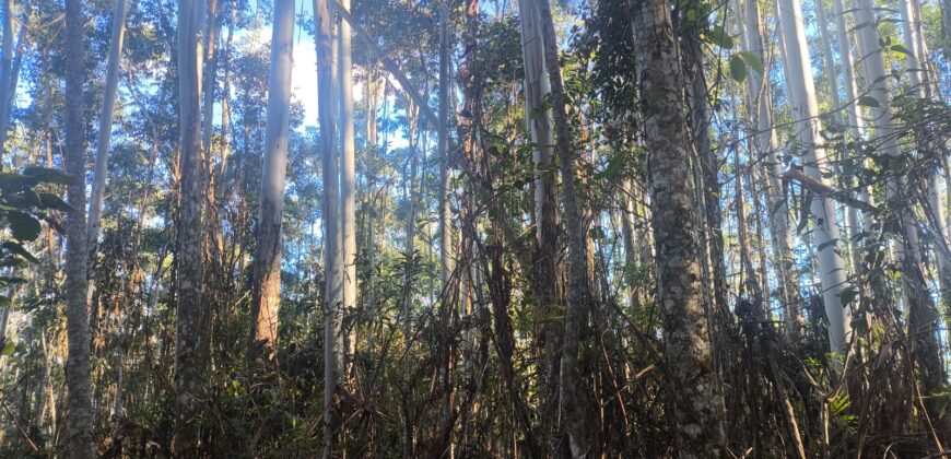 🌿🏡 SÍTIO À VENDA EM JOSÉ BOITEUX  🏡🌿