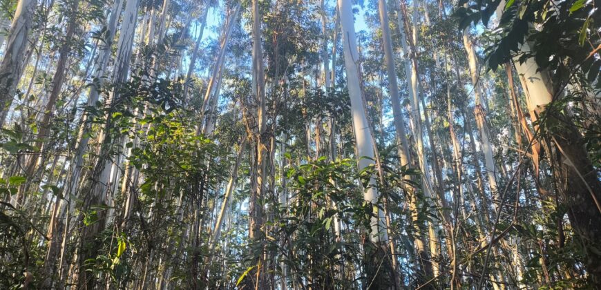 🌿🏡 SÍTIO À VENDA EM JOSÉ BOITEUX  🏡🌿
