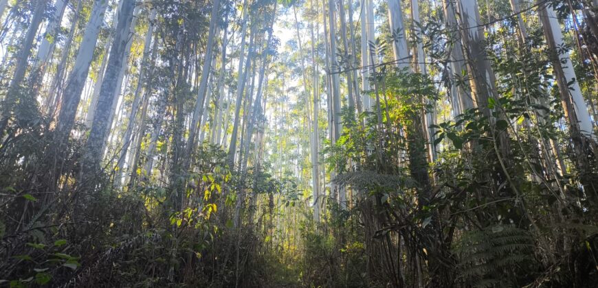 🌿🏡 SÍTIO À VENDA EM JOSÉ BOITEUX  🏡🌿