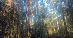 🌿🏡 SÍTIO À VENDA EM JOSÉ BOITEUX  🏡🌿