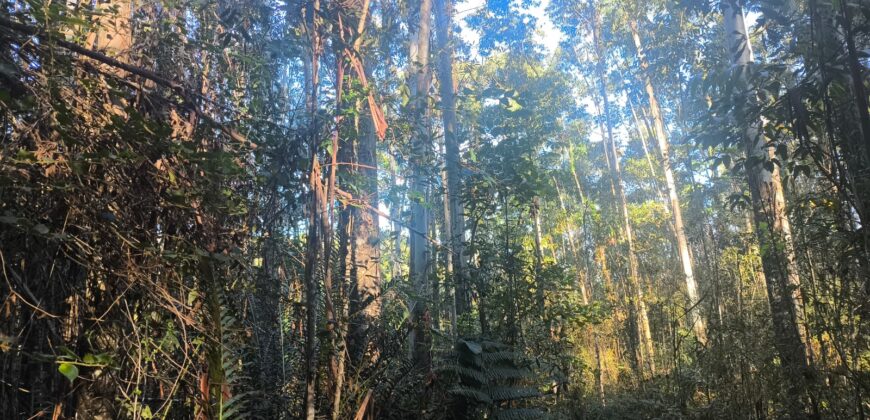 🌿🏡 SÍTIO À VENDA EM JOSÉ BOITEUX  🏡🌿