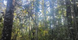 🌿🏡 SÍTIO À VENDA EM JOSÉ BOITEUX  🏡🌿