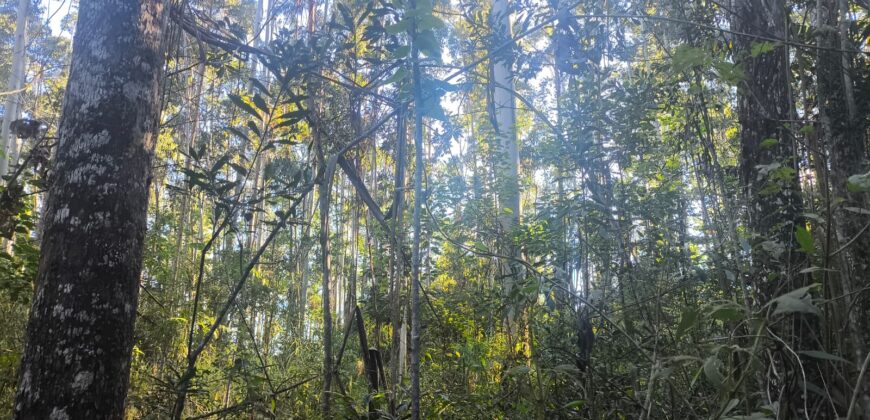 🌿🏡 SÍTIO À VENDA EM JOSÉ BOITEUX  🏡🌿