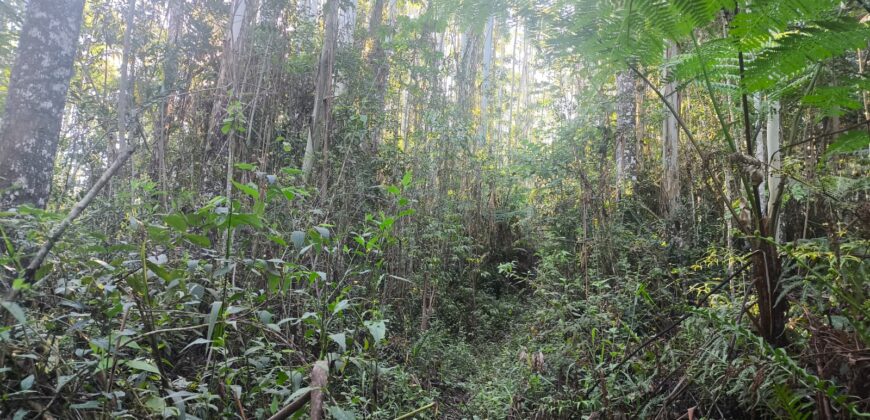 🌿🏡 SÍTIO À VENDA EM JOSÉ BOITEUX  🏡🌿