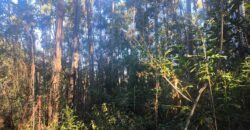 🌿🏡 SÍTIO À VENDA EM JOSÉ BOITEUX  🏡🌿