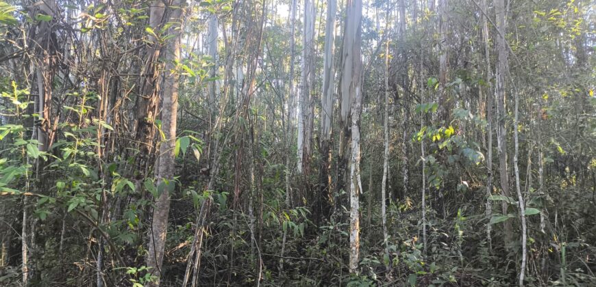 🌿🏡 SÍTIO À VENDA EM JOSÉ BOITEUX  🏡🌿