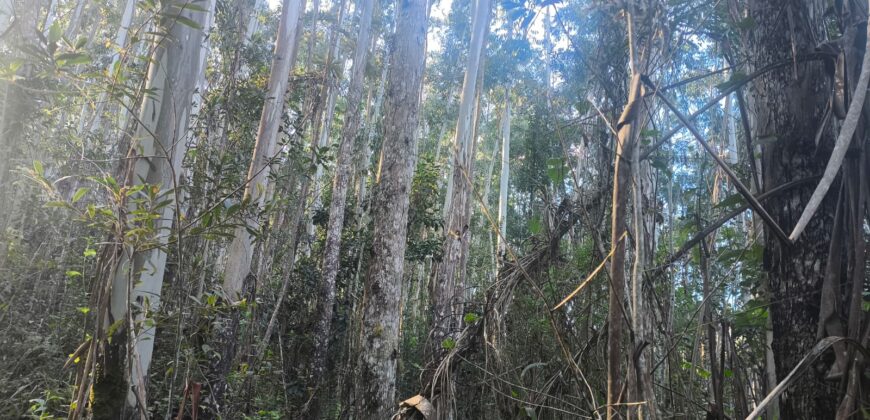 🌿🏡 SÍTIO À VENDA EM JOSÉ BOITEUX  🏡🌿