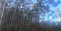 🌿🏡 SÍTIO À VENDA EM JOSÉ BOITEUX  🏡🌿