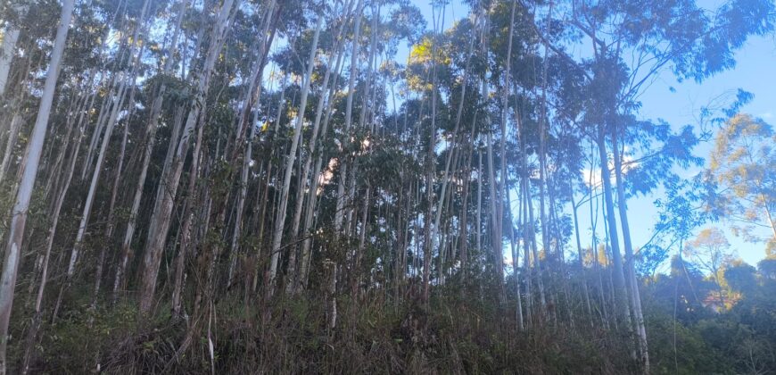 🌿🏡 SÍTIO À VENDA EM JOSÉ BOITEUX  🏡🌿